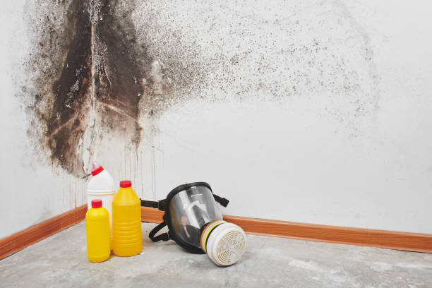 Best Attic Mold Remediation in Dexter, OR