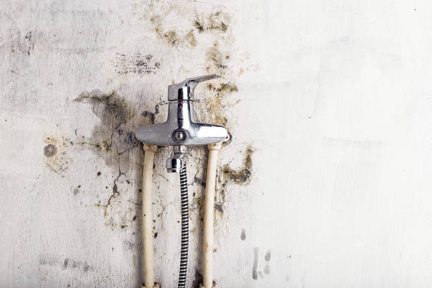 Trusted Dexter, OR Mold Remediation Experts