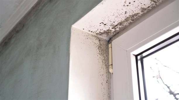 Best Commercial Mold Remediation in Dexter, OR