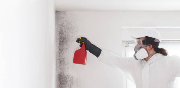Best Industrial Mold Remediation in Dexter, OR
