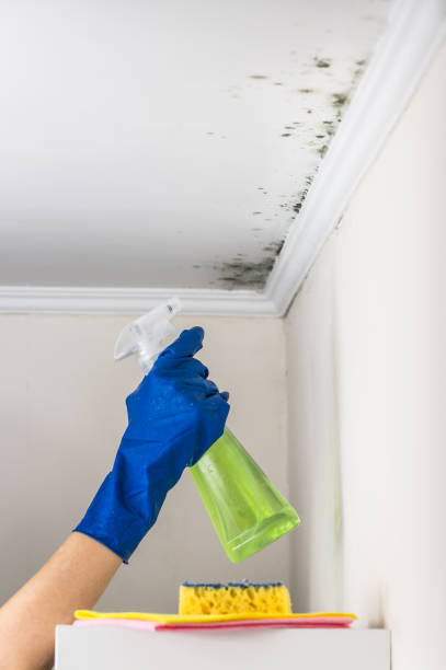 Professional Mold Remediation in Dexter, OR
